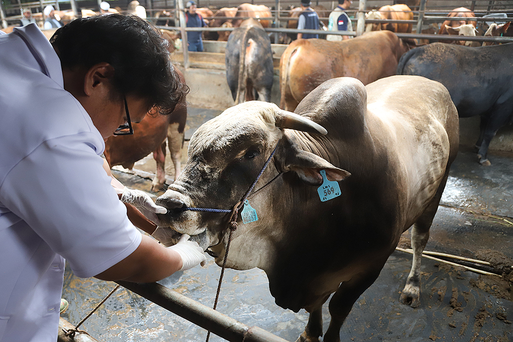 Dokter hewan memeriksa kesehatan sapi. (BeritaNasional/Elvis Sendouw)