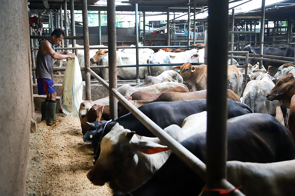 Sapi sebagai hewan kurban saat perayaan Idul Adha bagi umat Islam. (BeritaNasional/Elvis Sendouw)