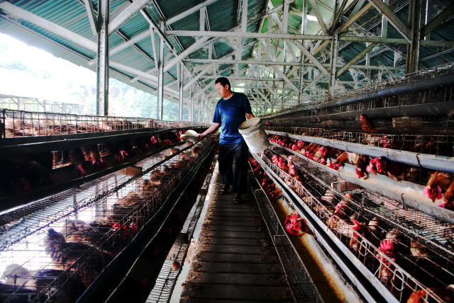 Peternak ayam petelur saat memanen hasil telur ayam ras di Bogor. (BeritaNasional/Elvis Sendouw)