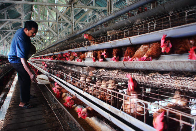 Peternak ayam petelur saat memanen hasil telur ayam ras di Bogor. (BeritaNasional/Elvis Sendouw)