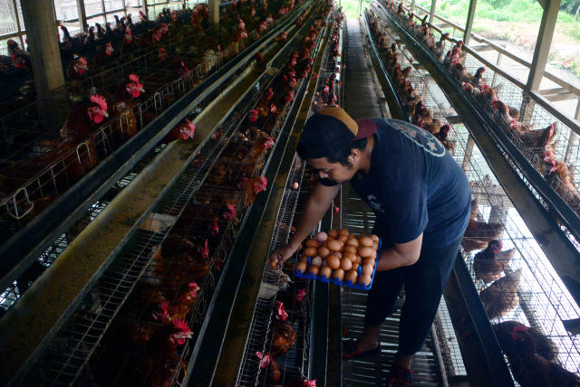 Peternak ayam petelur saat memanen hasil telur ayam ras di Bogor. (BeritaNasional/Elvis Sendouw)