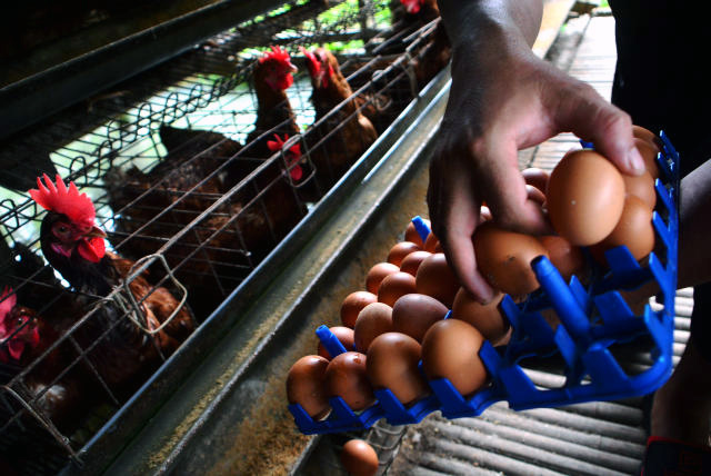 Peternak ayam petelur saat memanen hasil telur ayam ras di Bogor. (BeritaNasional/Elvis Sendouw)