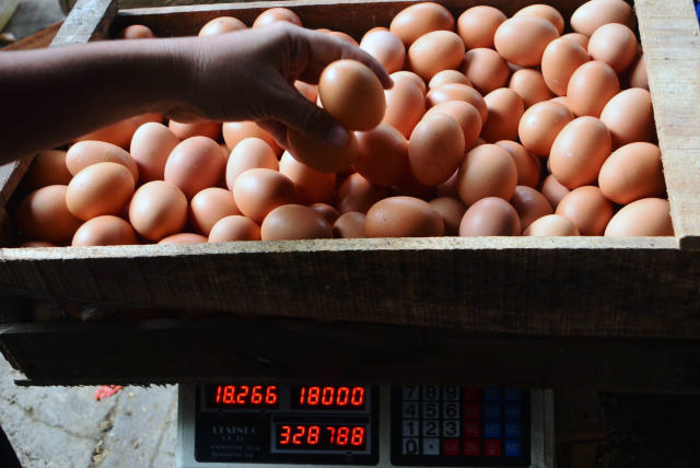 Peternak ayam petelur saat memanen hasil telur ayam ras di Bogor. (BeritaNasional/Elvis Sendouw)