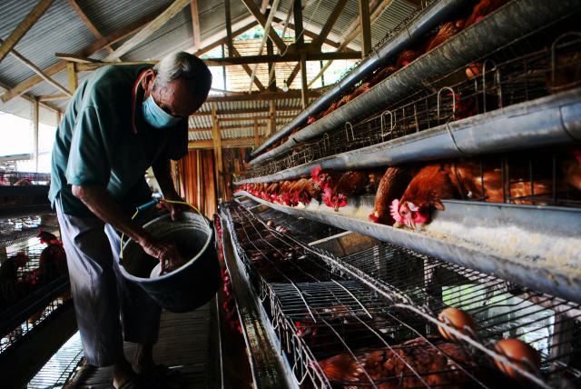 Peternak ayam petelur saat memanen hasil telur ayam ras di Bogor. (BeritaNasional/Elvis Sendouw)