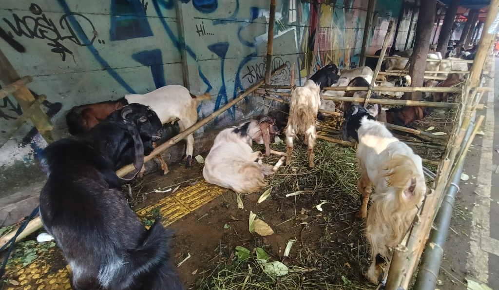 Warga melihat sapi yang dijual di lapak penjualan hewan kurban. (Beritanasioanal.com/Oke Atmaja)