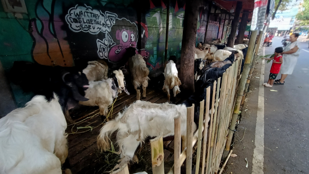 Warga melihat sapi yang dijual di lapak penjualan hewan kurban di atas trotoar kawasan Johar Baru, Jakarta, Senin (18/5/2026). (Beritanasioanal.com/Oke Atmaja)
