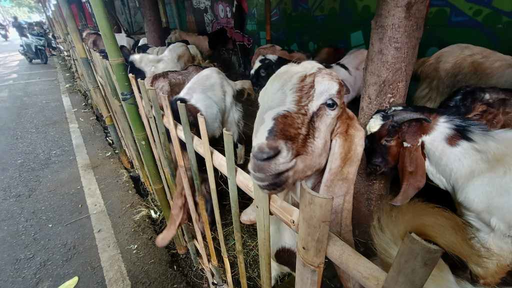 Penjualan hewan kurban (Beritanasioanal.com/Oke Atmaja)