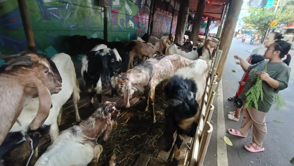 Warga melihat sapi yang dijual di lapak penjualan hewan kurban di atas trotoar kawasan Johar Baru, Jakarta, Senin (18/5/2026). (Beritanasioanal.com/Oke Atmaja)