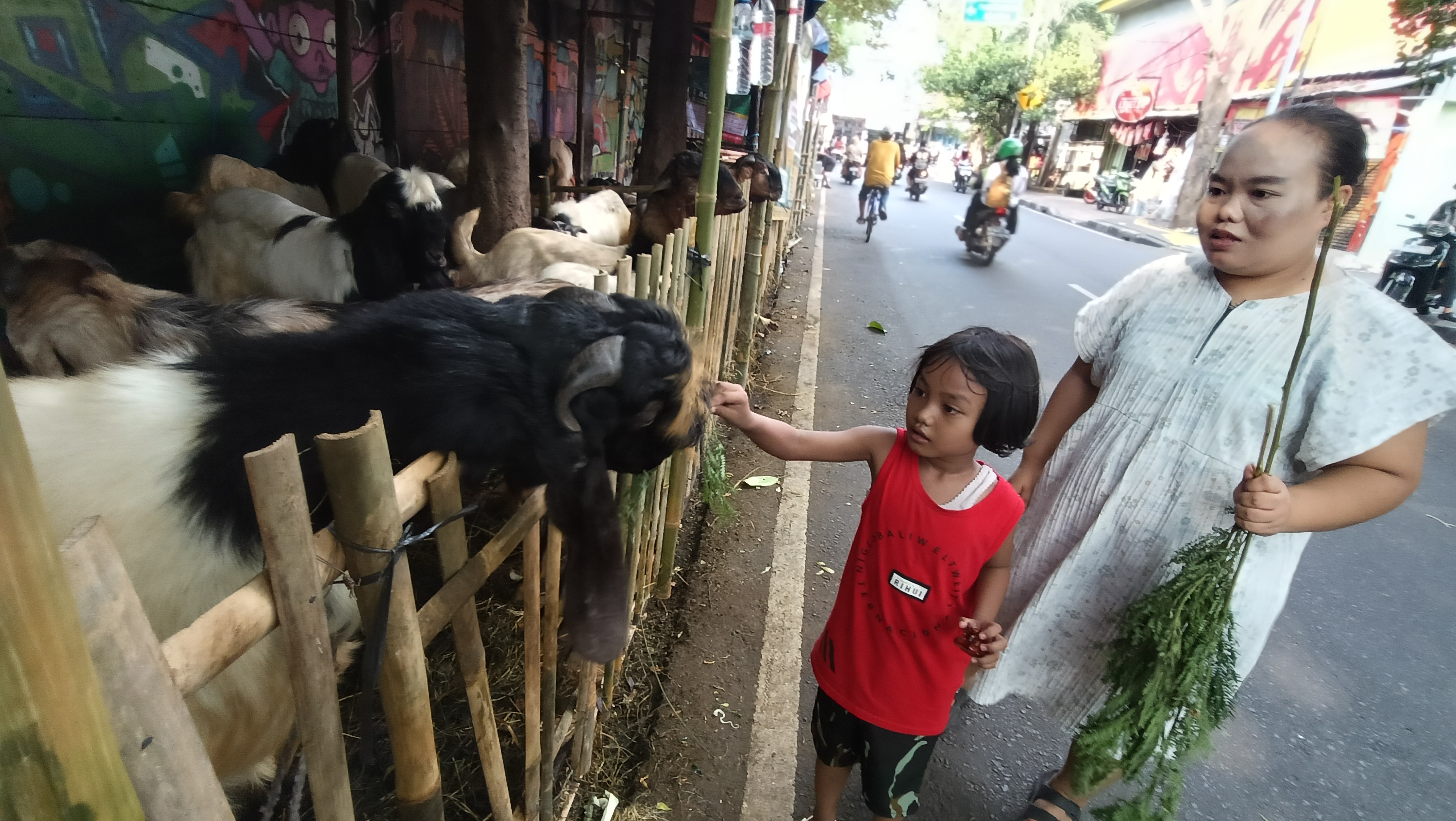 Warga melihat sapi yang dijual di lapak penjualan hewan kurban di atas trotoar kawasan Johar Baru, Jakarta, Senin (18/5/2026). (Beritanasioanal.com/Oke Atmaja)