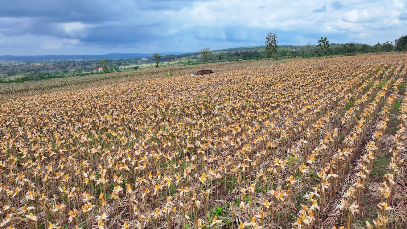 Presiden Prabowo turun langsung ke area panen dan bahkan mengendarai sendiri kendaraan traktor jenis Combine Corn Harvester untuk memanen jagung. (BeritaNasional/Elvis/HO Biro Istana/Kris)