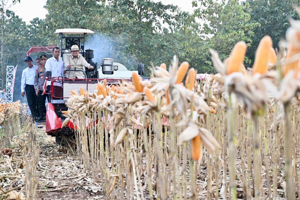 Presiden Prabowo memanen jagung. (BeritaNasional/Elvis/HO Biro Istana/Kris)