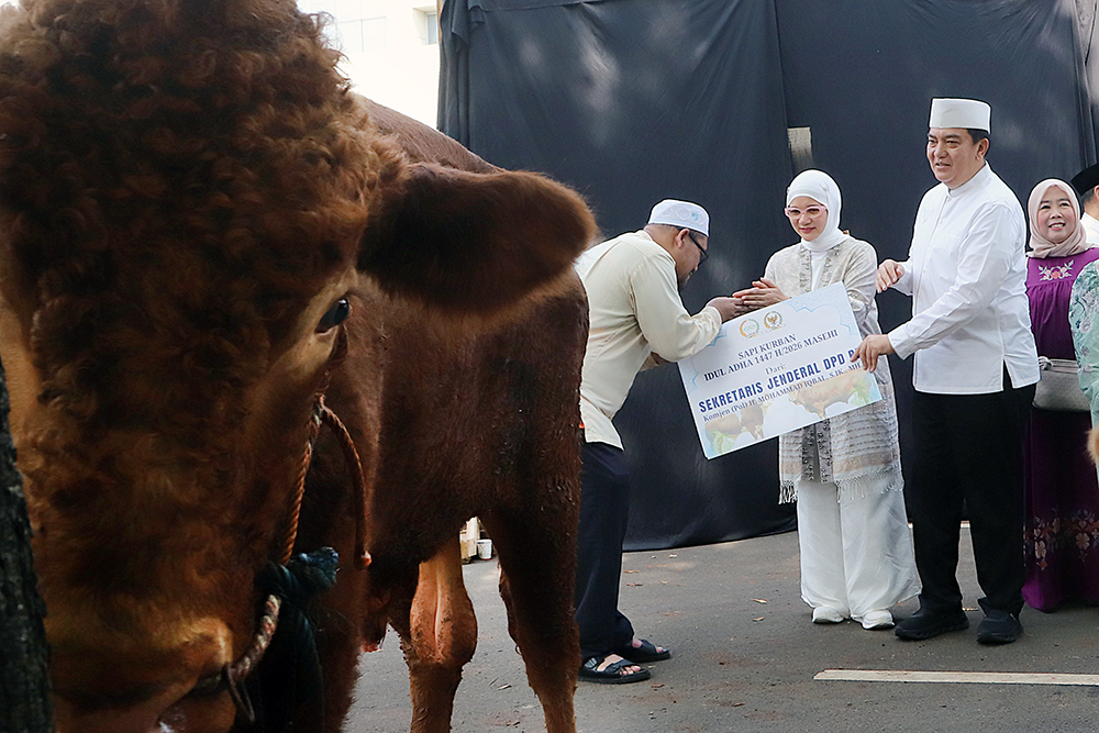 Pimpinan DPD RI serahkan sapi kurban Idul Adha 1447 Hijriah. (BeritaNasional/Elvis Sendouw)