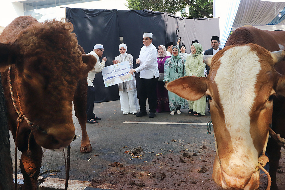 Pimpinan DPD RI serahkan sapi kurban Idul Adha 1447 Hijriah. (BeritaNasional/Elvis Sendouw)