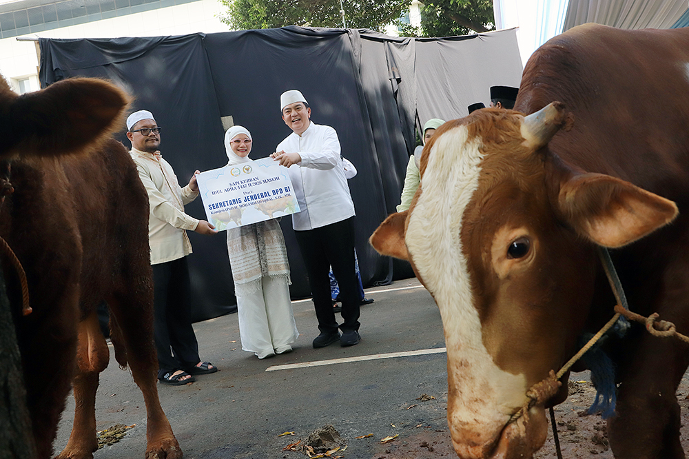 Pimpinan DPD RI serahkan sapi kurban Idul Adha 1447 Hijriah. (BeritaNasional/Elvis Sendouw)