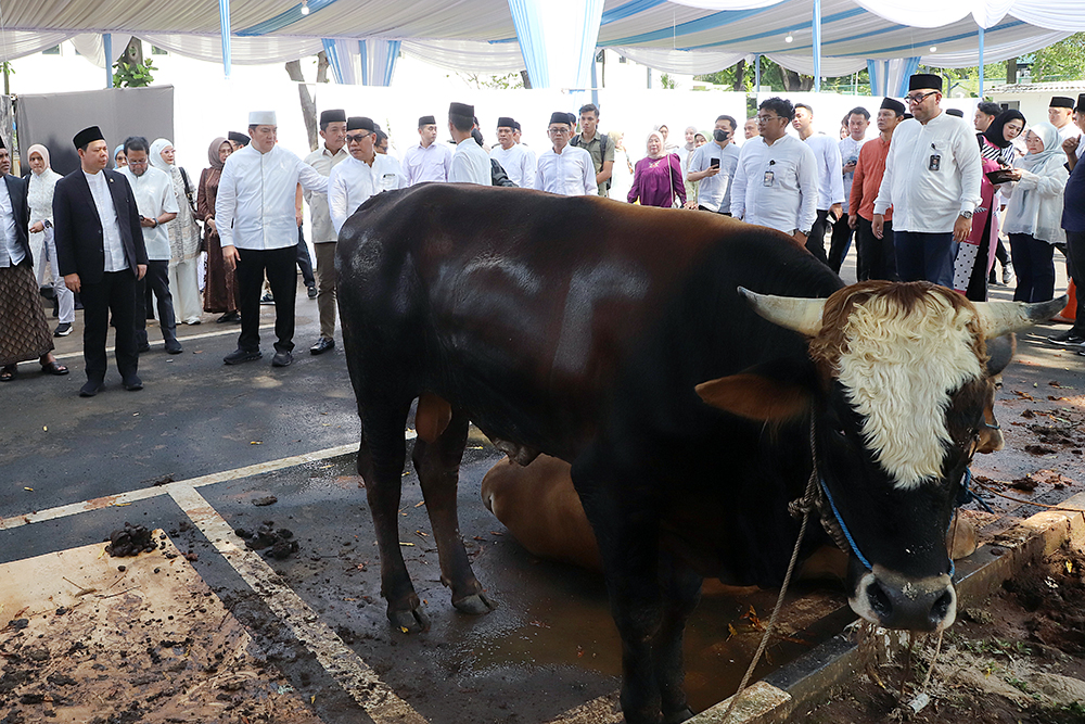 Pimpinan DPD RI serahkan sapi kurban Idul Adha 1447 Hijriah. (BeritaNasional/Elvis Sendouw)