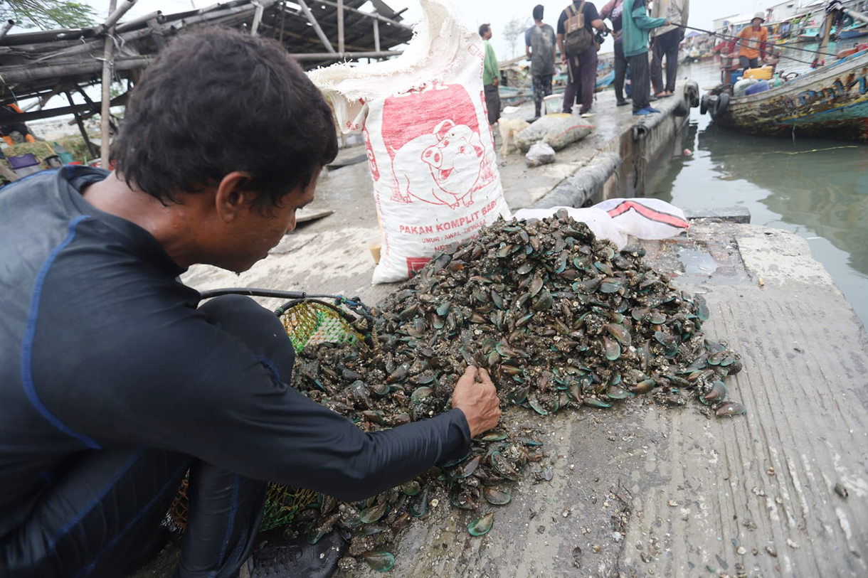 Nelayan merapikan kerang hijau usai dipanen dari Teluk Jakarta di Cilincing, Jakarta, Jumat(24/4/2026). (Beritanasional.com/Oke Atmaja)
