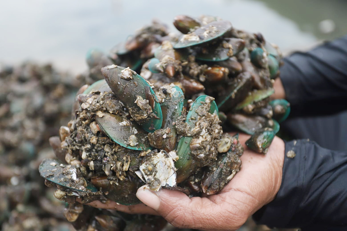 Nelayan merapikan kerang hijau usai dipanen dari Teluk Jakarta di Cilincing, Jakarta, Jumat(24/4/2026). (Beritanasional.com/Oke Atmaja)