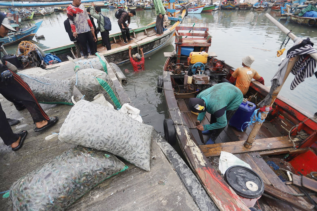 Nelayan merapikan kerang hijau usai dipanen dari Teluk Jakarta di Cilincing, Jakarta, Jumat(24/4/2026). (Beritanasional.com/Oke Atmaja)