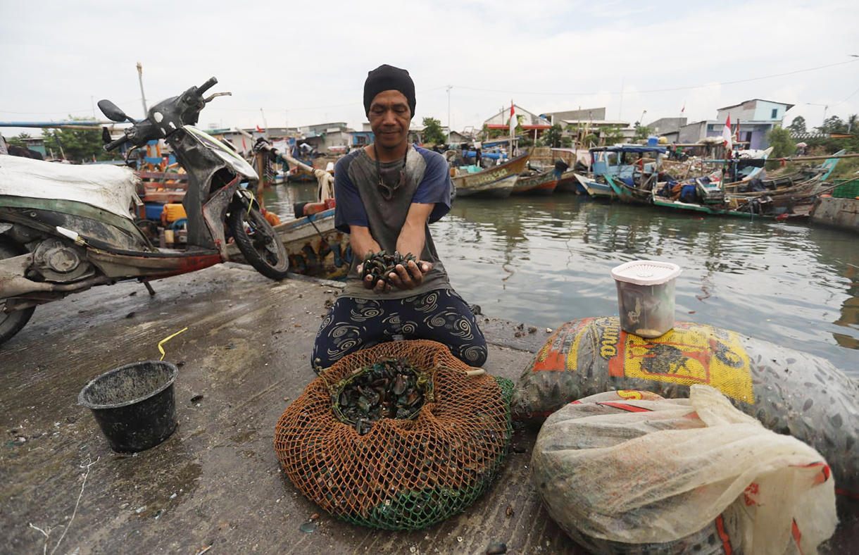 Nelayan merapikan kerang hijau usai dipanen dari Teluk Jakarta di Cilincing, Jakarta, Jumat(24/4/2026). (Beritanasional.com/Oke Atmaja)