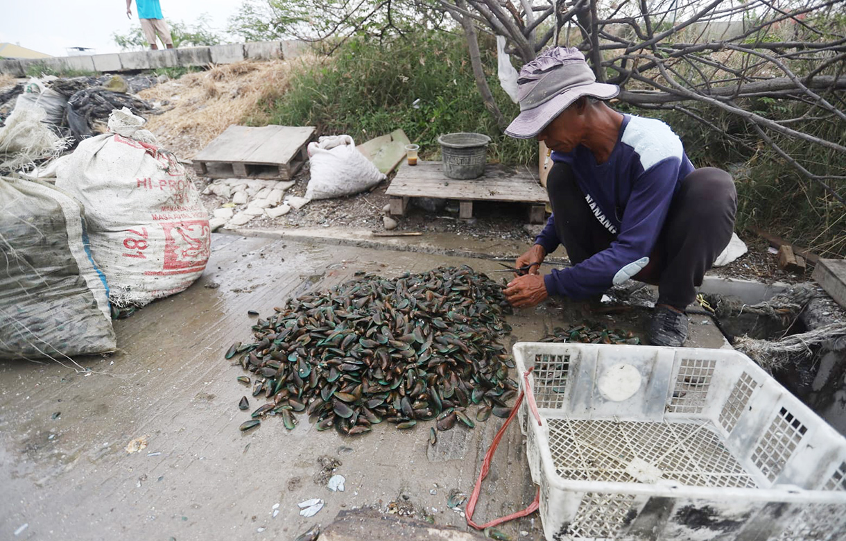 Nelayan merapikan kerang hijau usai dipanen dari Teluk Jakarta di Cilincing, Jakarta, Jumat(24/4/2026). (Beritanasional.com/Oke Atmaja)