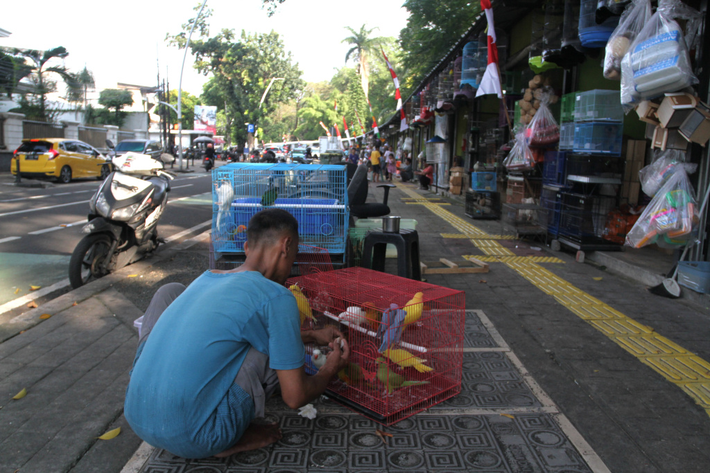 Rencana Relokasi Pedagang Pasar Hewan Barito Pedagang melakukan perawatan burung kakatua di Pasar Hewan Barito, Jakarta Selatan, Selasa (8/7/2025). (Beritanasional.com/Oke Atmaja)