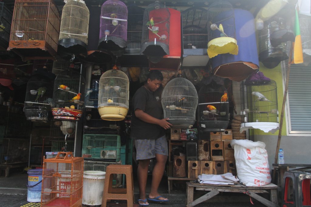 Rencana Relokasi Pedagang Pasar Hewan Barito Pedagang melakukan perawatan burung kakatua di Pasar Hewan Barito, Jakarta Selatan, Selasa (8/7/2025). (Beritanasional.com/Oke Atmaja)