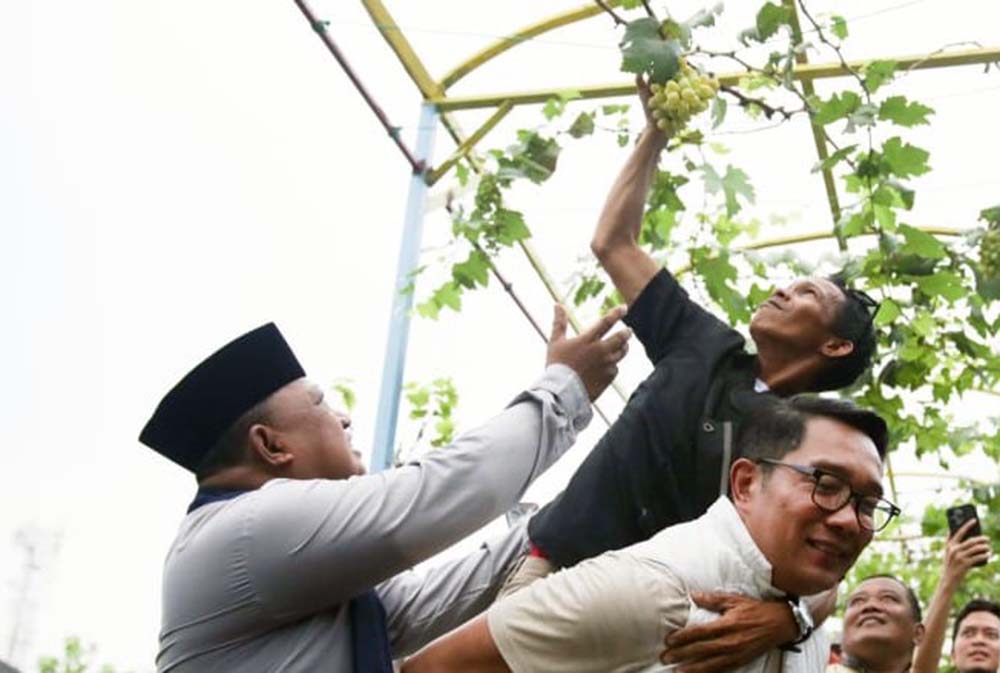 Calon Gubernur Jakarta nomor urut 1, Ridwan Kamil, melakukan kunjungan ke Agro Eduwisata. (BeritaNasional/Elvis Sendouw/HO Tim Rido)