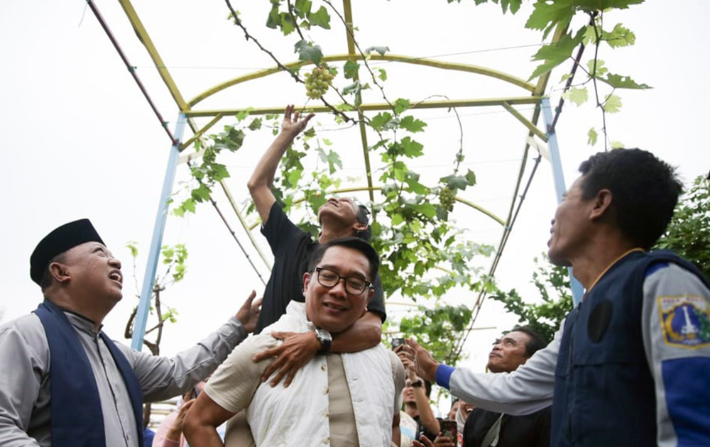 Calon Gubernur Jakarta nomor urut 1, Ridwan Kamil, melakukan kunjungan ke Agro Eduwisata. (BeritaNasional/Elvis Sendouw/HO Tim Rido)