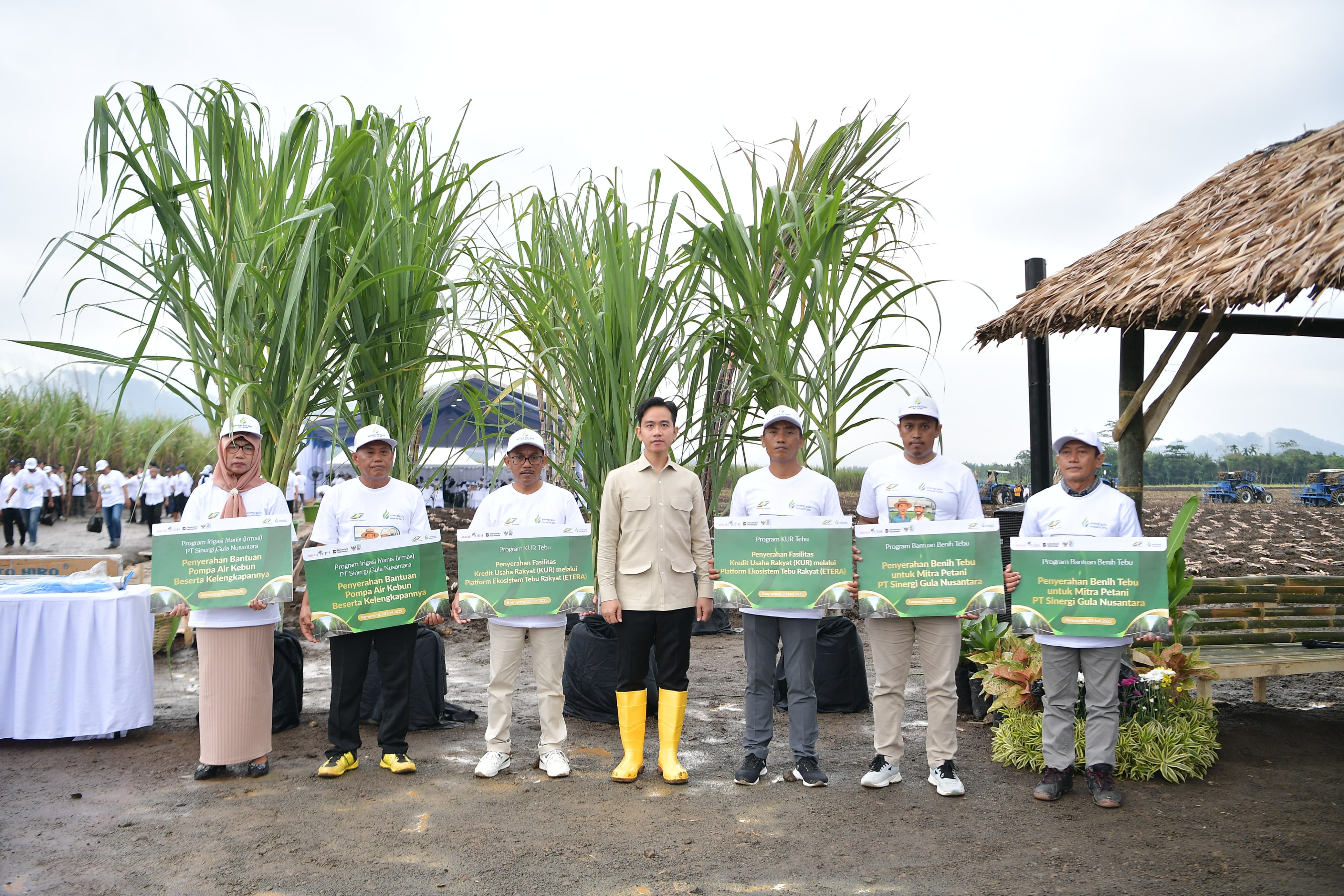 Tinjau Panen Raya Tebu di Banyuwangi, Wapres Dukung Swasembada Gula Nasional Wakil Presiden Gibran Rakabuming memberikan sambutan dalam kegiatan Panen Raya dan Tanam Tebu Perdana di Kebun Tebu Jolondoro, Banyuwangi. (BeritaNasional/Elvis Sendouw/HO Setwapres)