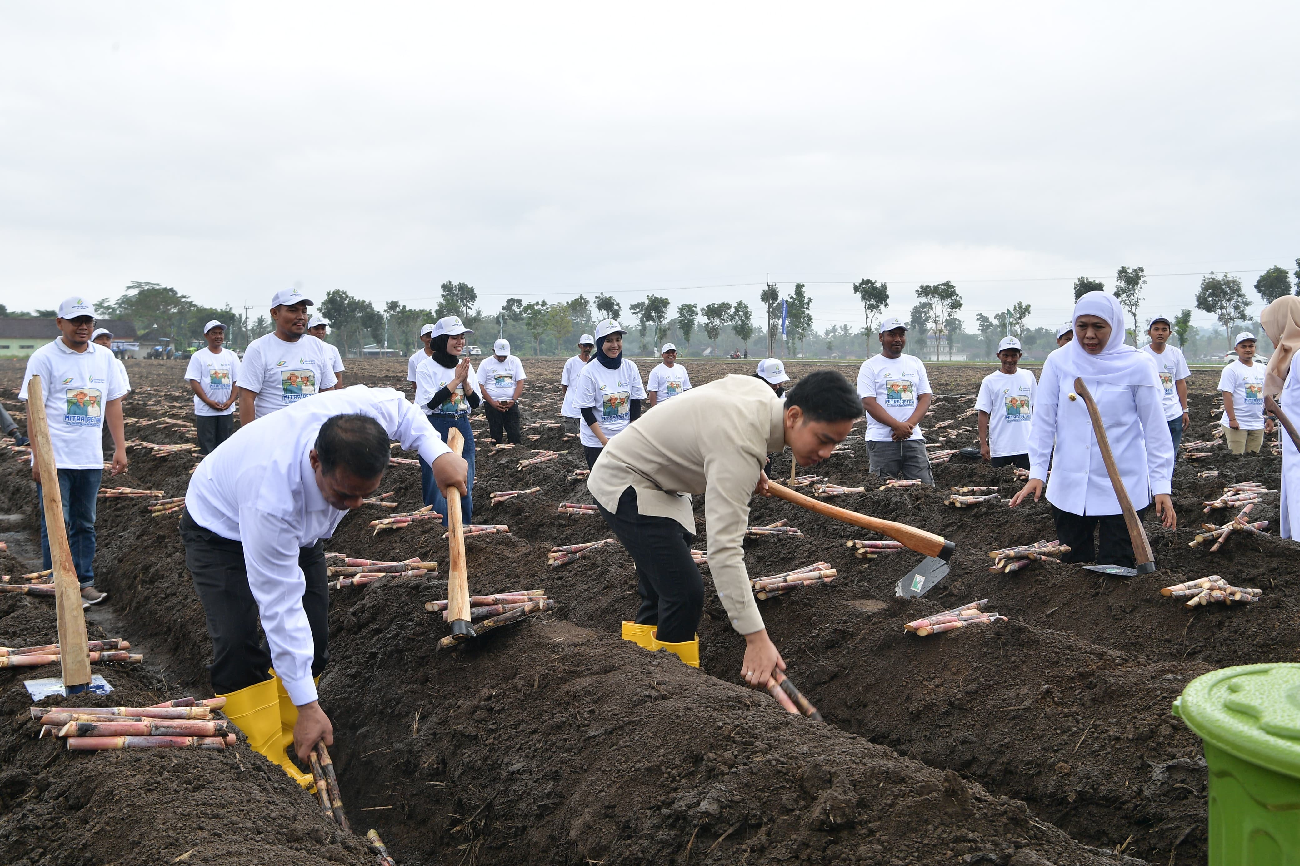 Tinjau Panen Raya Tebu di Banyuwangi, Wapres Dukung Swasembada Gula Nasional Wakil Presiden Gibran Rakabuming memberikan sambutan dalam kegiatan Panen Raya dan Tanam Tebu Perdana di Kebun Tebu Jolondoro, Banyuwangi. (BeritaNasional/Elvis Sendouw/HO Setwapres)