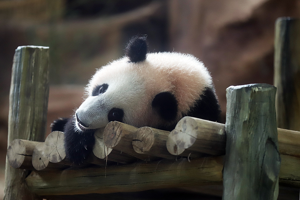 Anak giant panda yang baru lahir 6 bulan lalu mulai diperkenalkan ke pengunjung TSI. (BeritaNasional/Elvis Sendouw)