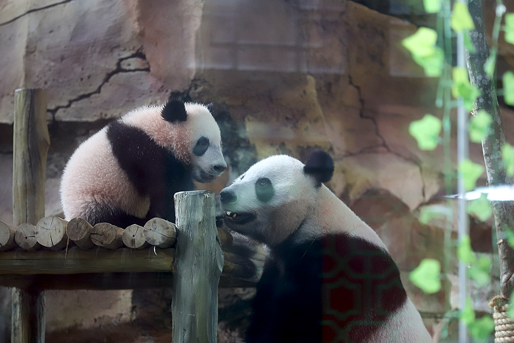 Anak giant panda yang baru lahir 6 bulan lalu mulai diperkenalkan ke pengunjung TSI. (BeritaNasional/Elvis Sendouw)