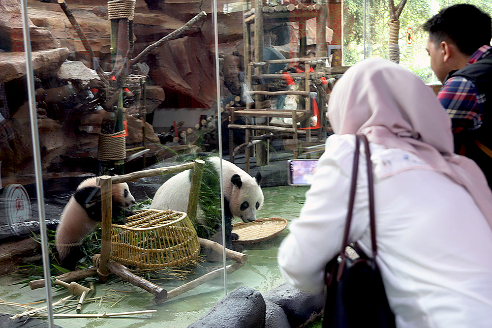 Anak giant panda yang baru lahir 6 bulan lalu mulai diperkenalkan ke pengunjung TSI. (BeritaNasional/Elvis Sendouw)