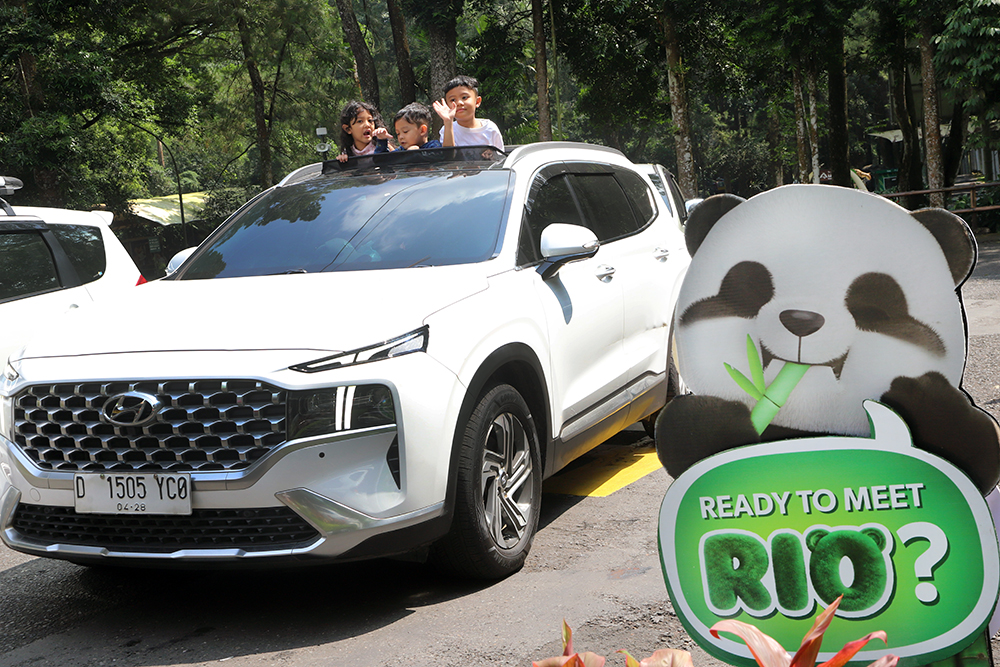 Anak giant panda yang baru lahir 6 bulan lalu mulai diperkenalkan ke pengunjung TSI. (BeritaNasional/Elvis Sendouw)