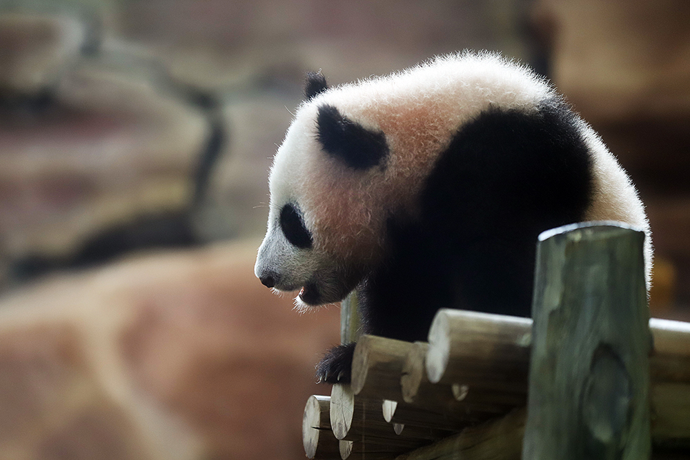 Anak giant panda yang baru lahir 6 bulan lalu mulai diperkenalkan ke pengunjung TSI. (BeritaNasional/Elvis Sendouw)