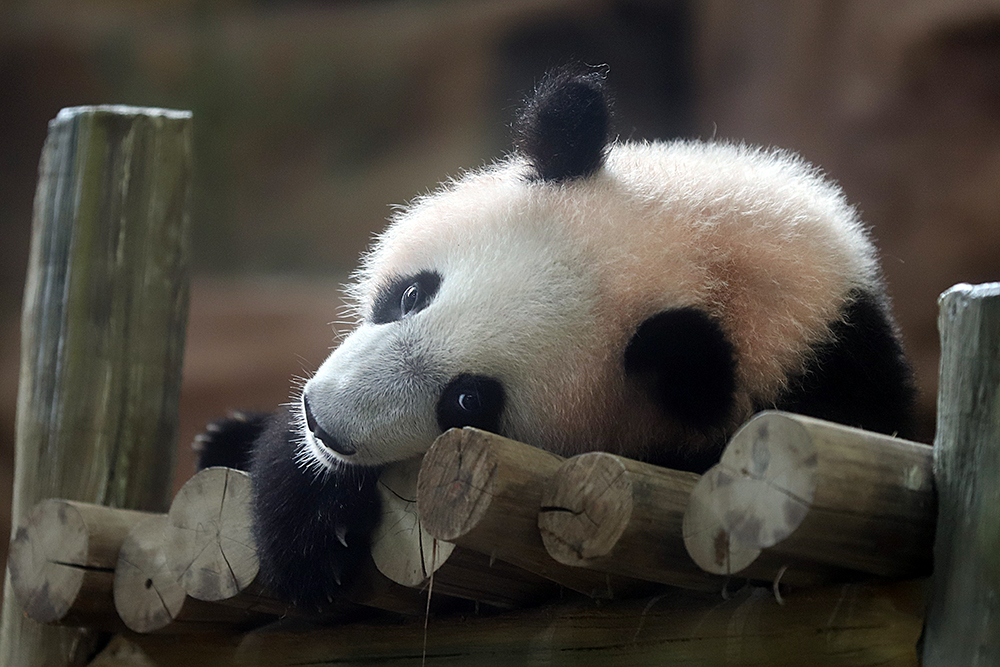 Anak giant panda yang baru lahir 6 bulan lalu mulai diperkenalkan ke pengunjung TSI. (BeritaNasional/Elvis Sendouw)