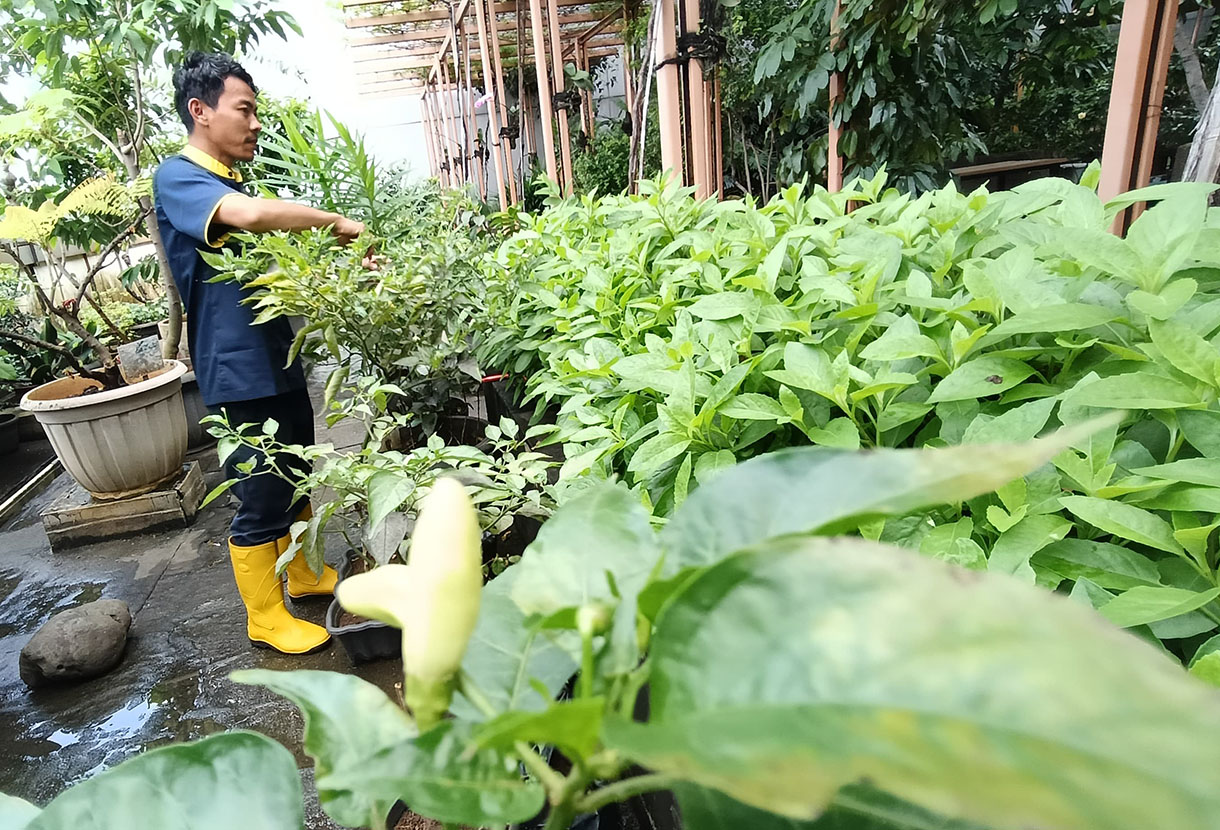 Pekerja memeriksa tanaman hidroponik pakcoy yang ditanam di atap salah satu gedung perkantoran di Jakarta, Sabtu (8/2/2025).(Beritanasional.com/Oke Atmaja)