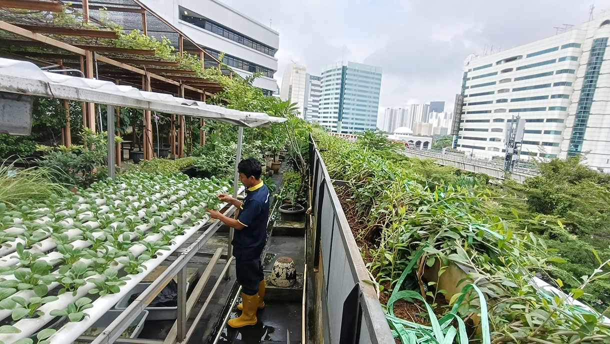 Pekerja memeriksa tanaman hidroponik pakcoy yang ditanam di atap salah satu gedung perkantoran di Jakarta, Sabtu (8/2/2025).(Beritanasional.com/Oke Atmaja)