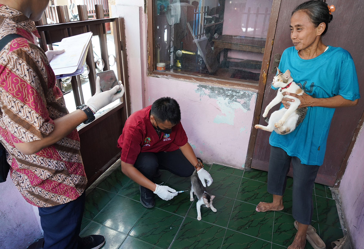 Petugas Suku Dinas Ketahanan Pangan, Kelautan dan Pertanian Jakarta Pusat menyuntikan vaksin rabies gratis kepada kucing milik warga di Jalan Gelora IX, Tanah Abang, Jakarta, Jumat (14/2/2025).  (Beritanasional.com/Oke Atmaja)