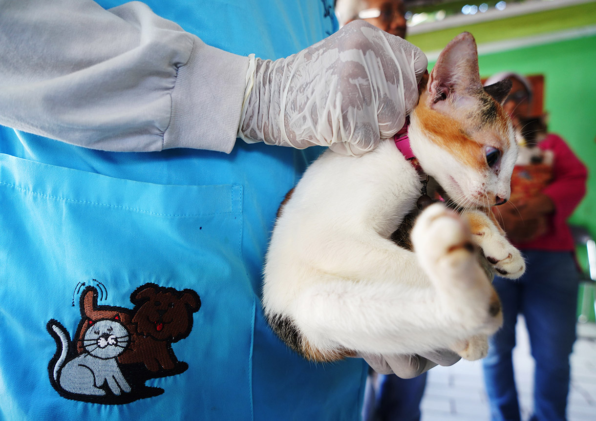 Petugas Suku Dinas Ketahanan Pangan, Kelautan dan Pertanian Jakarta Pusat menyuntikan vaksin rabies gratis kepada kucing milik warga di Jalan Gelora IX, Tanah Abang, Jakarta, Jumat (14/2/2025).  (Beritanasional.com/Oke Atmaja)