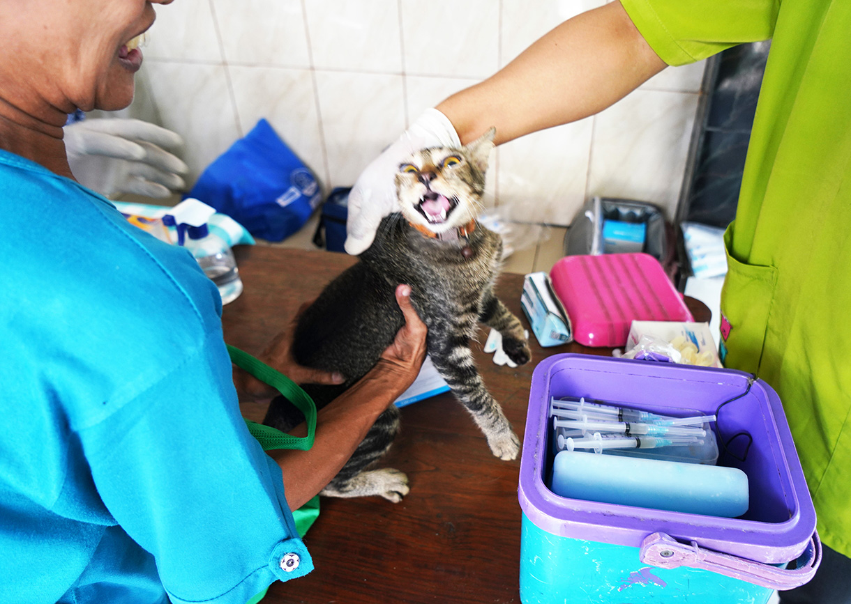 Petugas Suku Dinas Ketahanan Pangan, Kelautan dan Pertanian Jakarta Pusat menyuntikan vaksin rabies gratis kepada kucing milik warga di Jalan Gelora IX, Tanah Abang, Jakarta, Jumat (14/2/2025).  (Beritanasional.com/Oke Atmaja)