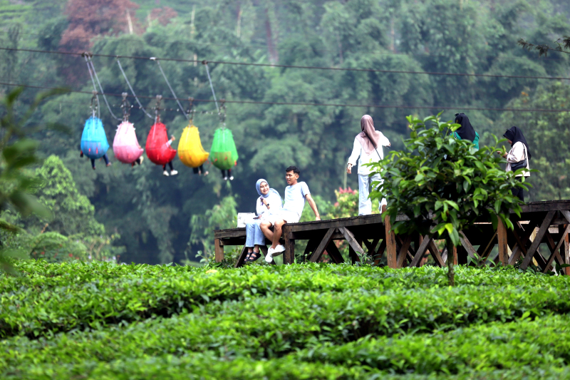 Wusata pemandangan kebun teh di Gunung Mas Puncak Bogor. (BeritaNasional/Elvis Sendouw)