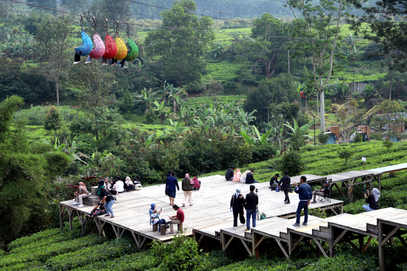 Wusata pemandangan kebun teh di Gunung Mas Puncak Bogor. (BeritaNasional/Elvis Sendouw)