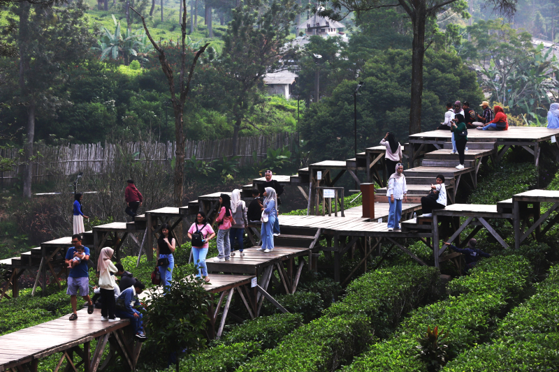 Wusata pemandangan kebun teh di Gunung Mas Puncak Bogor. (BeritaNasional/Elvis Sendouw)