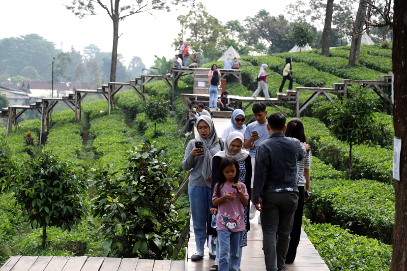 Wusata pemandangan kebun teh di Gunung Mas Puncak Bogor. (BeritaNasional/Elvis Sendouw)