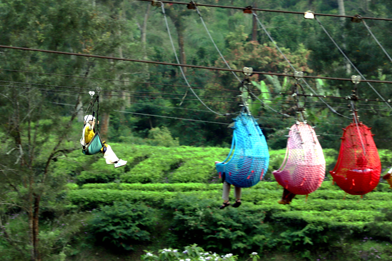 Wusata pemandangan kebun teh di Gunung Mas Puncak Bogor. (BeritaNasional/Elvis Sendouw)