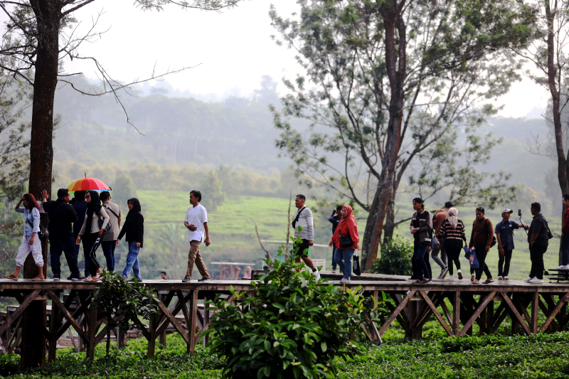 Wusata pemandangan kebun teh di Gunung Mas Puncak Bogor. (BeritaNasional/Elvis Sendouw)